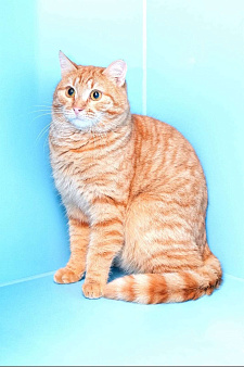 Объявление: красивый молодой котик рыжик ищет дом, 10 руб., Москва