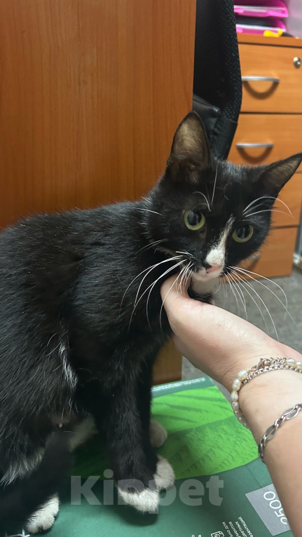 Кошки в Санкт-Петербурге: Кошка Кешуля Девочка, Бесплатно - фото 2