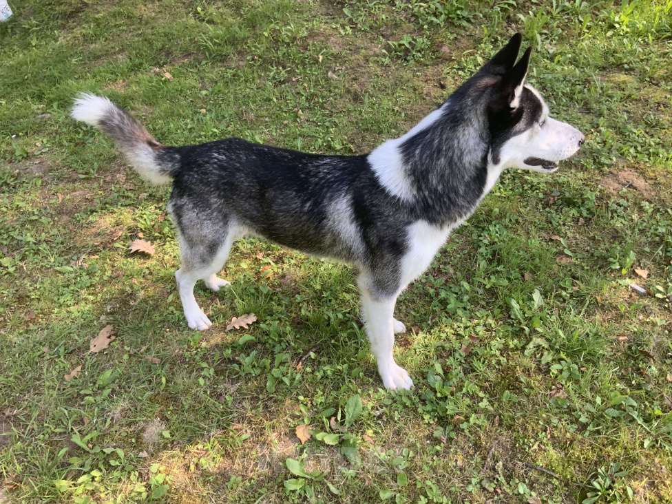 Собаки в других городах Московской области: Найден Хаски в Московской области (Наро-Фаминский район) Мальчик, Бесплатно - фото 7