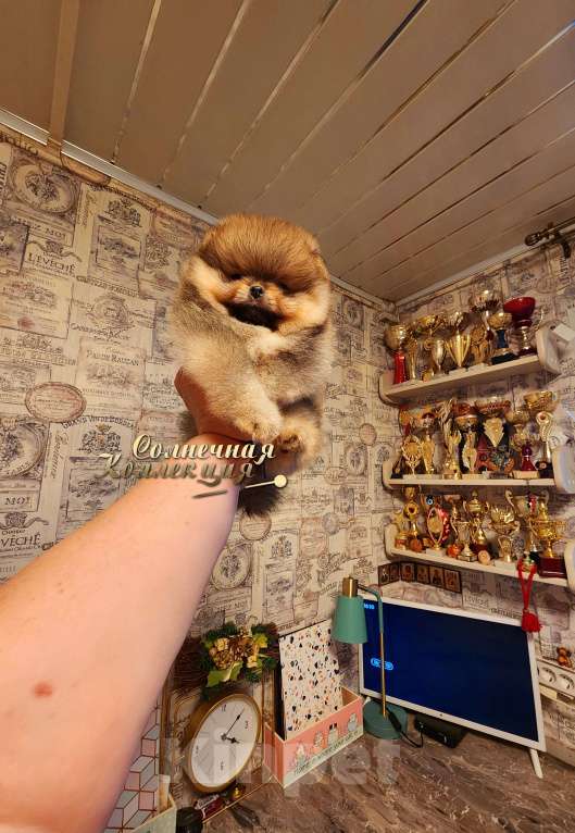 Собаки в Москве: Курносый яркий мальчик померанского шпица РКФ Мальчик, Бесплатно - фото 2