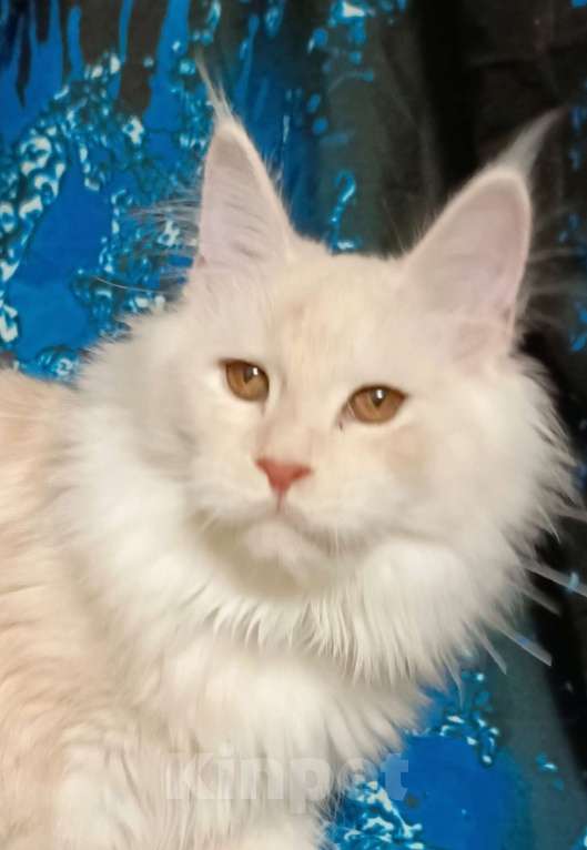 Кошки в Санкт-Петербурге: Девочка красное высокое серебро. Девочка, 35 000 руб. - фото 1