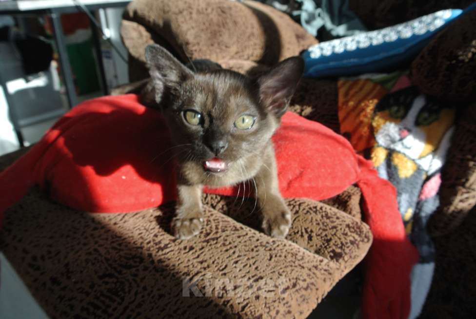 Кошки в Санкт-Петербурге: Котята европейской бурмы Разнополые, Бесплатно - фото 3