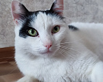 Кошки в Томске: Кот ищет дом Мальчик, Бесплатно - фото 5