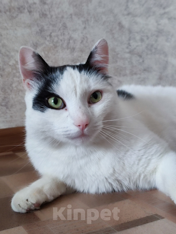 Кошки в Томске: Кот ищет дом Мальчик, Бесплатно - фото 5