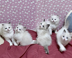 Кошки в Владивостоке: Милашки Рэгдолл биколор  Девочка, 100 000 руб. - фото 4