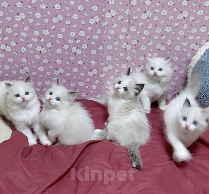 Кошки в Владивостоке: Милашки Рэгдолл биколор  Девочка, 100 000 руб. - фото 4