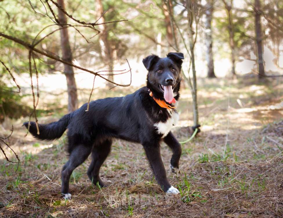 Собаки в Москве: Щенок Ларс Мальчик, Бесплатно - фото 7