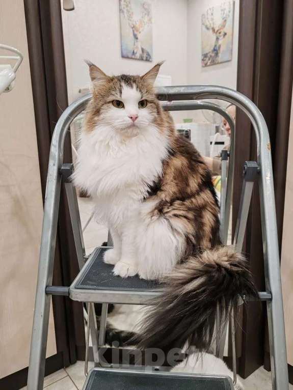 Кошки в Москве: Марта - роскошная кошка с рысьими кисточками Девочка, Бесплатно - фото 7