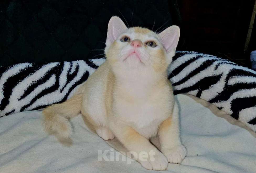 Кошки в Белгороде: Продажа Мальчик, Бесплатно - фото 2