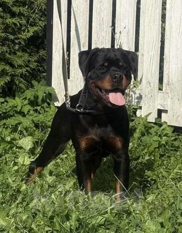 Собаки в других городах Ленинградской области: Подрощенный щенок ротвейлера Мальчик, 60 000 руб. - фото 6