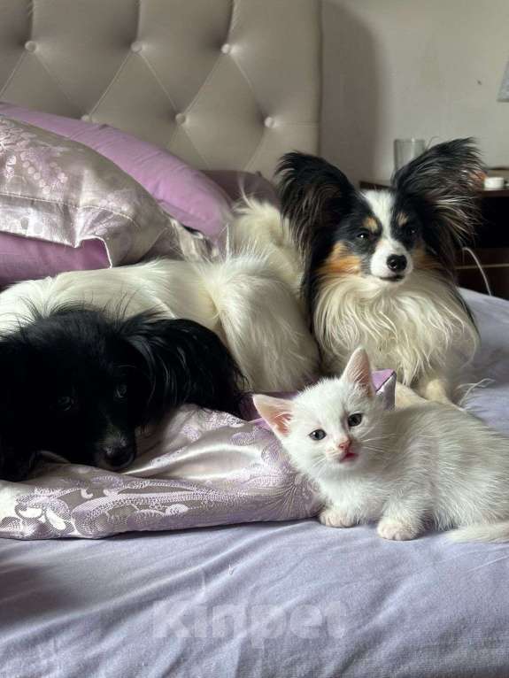 Собаки в других городах Московской области: Милый Щенок породы Папильон мальчик  Мальчик, Бесплатно - фото 5