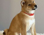 Собаки в Сургуте: Брутальные щенки Мальчик, 80 000 руб. - фото 4