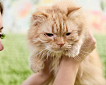 Кошки в Москве: Рыжая солнечная кошечка Злата в дар Девочка, Бесплатно - фото 1