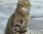 Кошки в Усинске: Кот, Бесплатно - фото 2