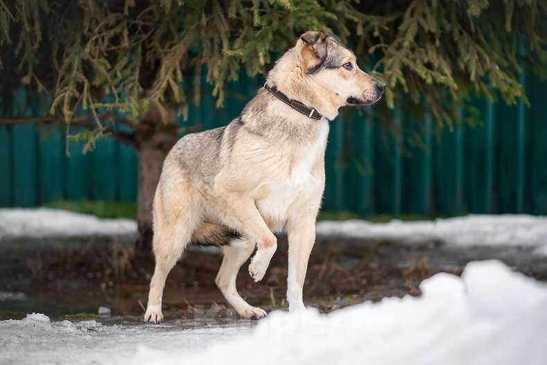Собаки в Москве: Гера Девочка, Бесплатно - фото 2