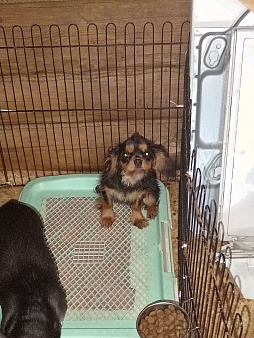 Щенок, кавалер кинг Чарльз спаниель на мягкую подушечку