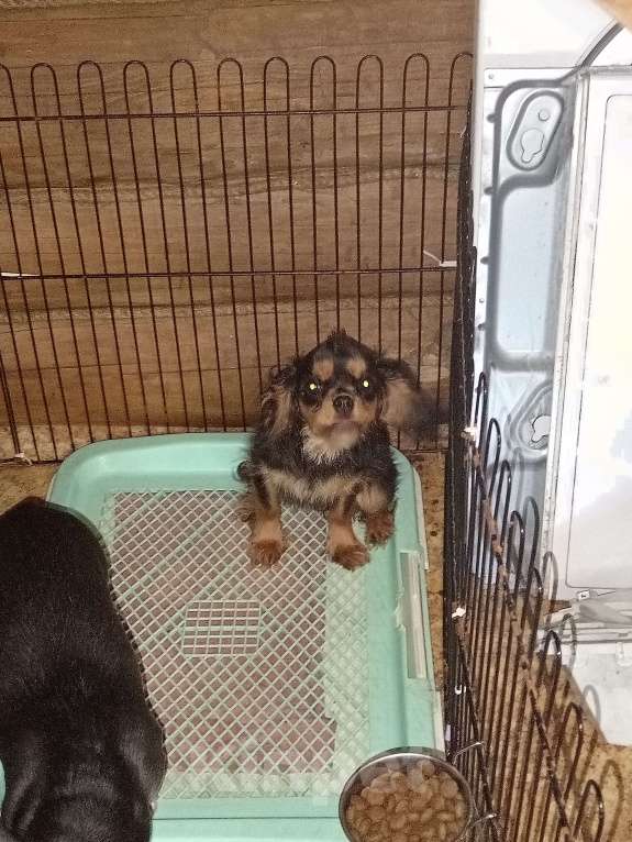 Собаки в Белгороде: Щенок, кавалер кинг Чарльз спаниель на мягкую подушечку Девочка, 50 000 руб. - фото 1