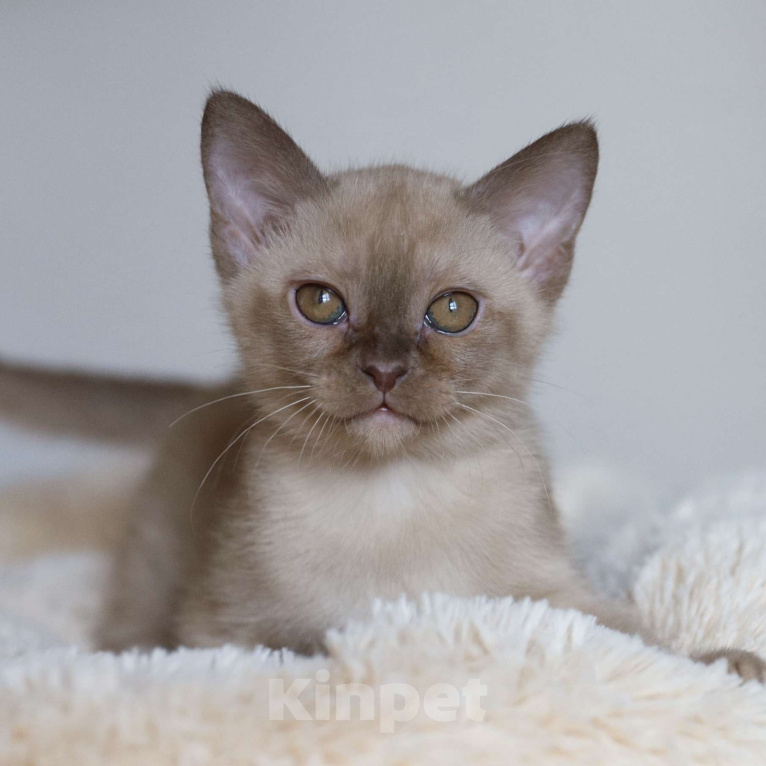 Кошки в Москве: Европейская бурма Мальчик, Бесплатно - фото 1