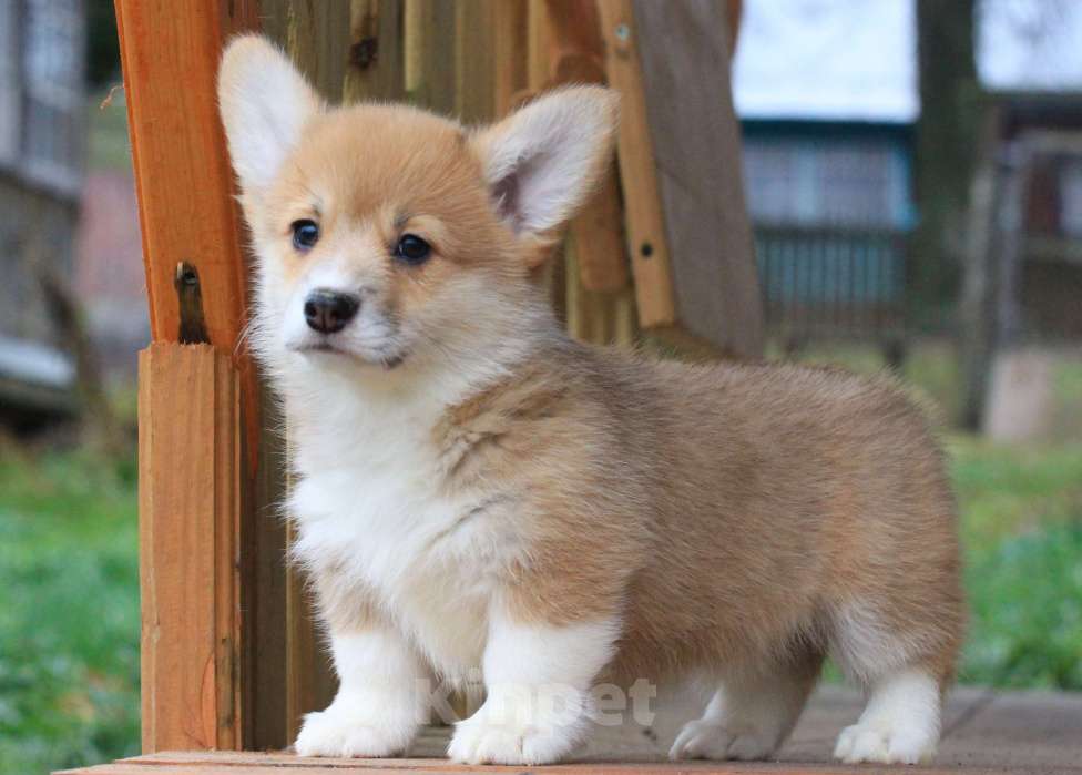 Собаки в Москве: Amansi Je t'aime Девочка, 70 000 руб. - фото 6