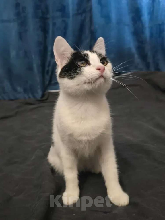 Кошки в Москве: Кошечка 8 месяцев Девочка, 150 руб. - фото 1