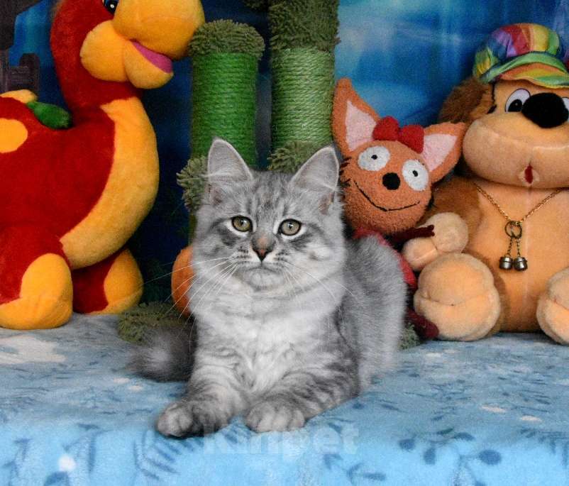 Кошки в Москве: Серебристый сибирский котик Мальчик, 60 000 руб. - фото 4