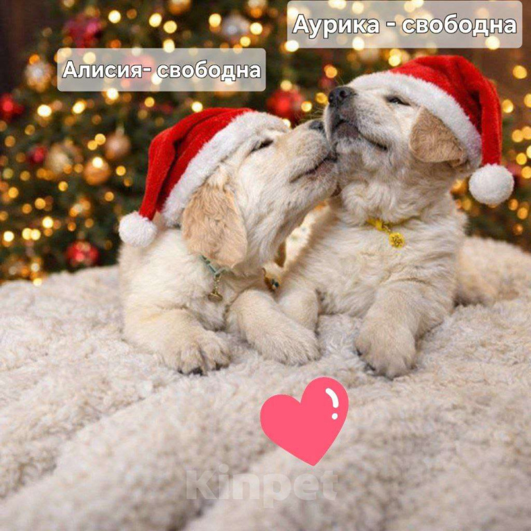 Собаки в Рязани: Золотистый ретривер щенки Девочка, 65 000 руб. - фото 1