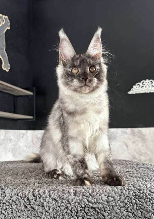 Кошки в Санкт-Петербурге: Natti девочка мейн кун Девочка, 50 000 руб. - фото 2