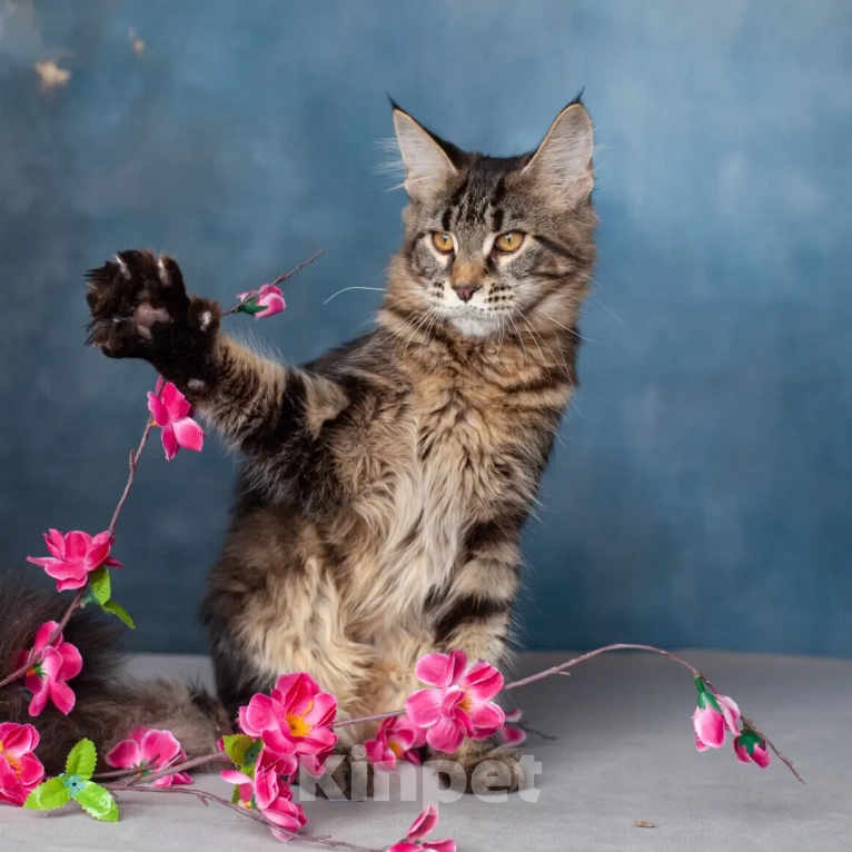 Кошки в Воронеже: Brungilda Bokk Happiness  Девочка, Бесплатно - фото 4