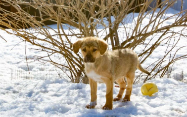 Собаки в Владимире: Щенки в добрые руки Девочка, Бесплатно - фото 1