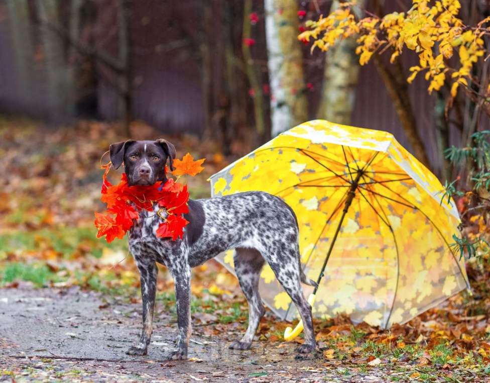 Собаки в других городах Московской области: Осетинка в добрые руки Девочка, Бесплатно - фото 4