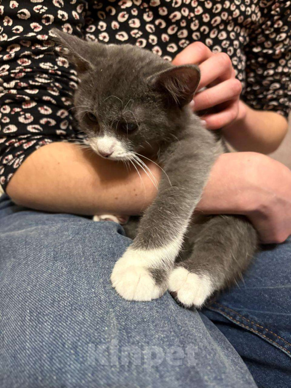 Кошки в Санкт-Петербурге: Обаятельный котенок, мальчик 4 мес. Мальчик, Бесплатно - фото 1