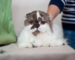 Кошки в Самаре: Веста кошечка Девочка, Бесплатно - фото 1