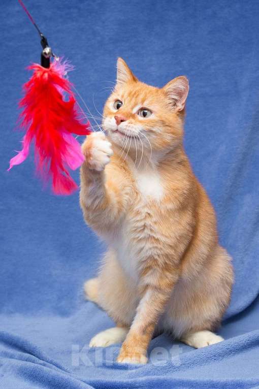 Кошки в Москве: Мультяшный кот Бонифаций  Мальчик, Бесплатно - фото 2