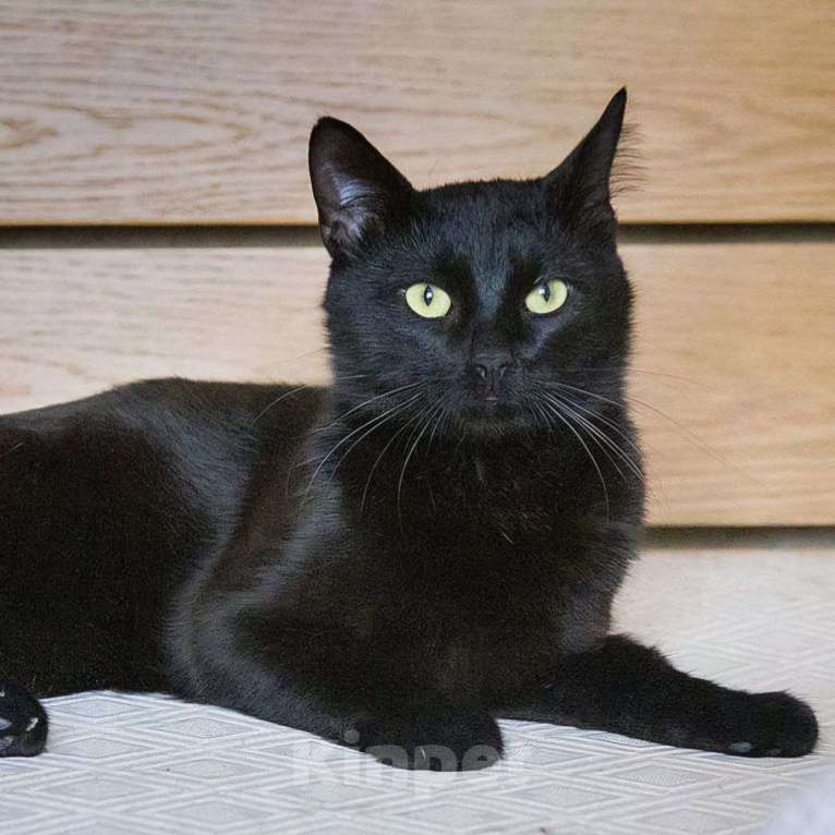 Кошки в Москве: Котик Оникс очень ищет дом и своего человека!  Мальчик, Бесплатно - фото 4