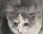 Кошки в Самаре: Котята ищут любящую семью ❤️ Девочка, Бесплатно - фото 1