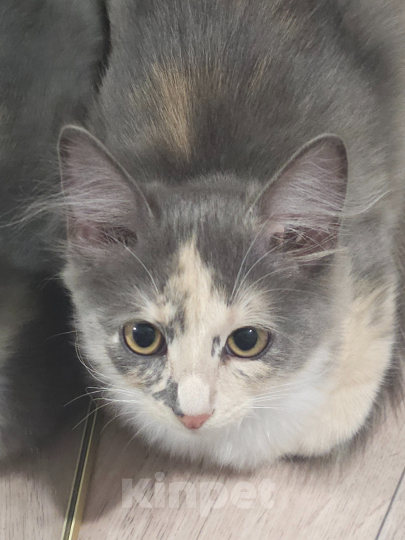 Кошки в Самаре: Котята ищут любящую семью ❤️ Девочка, Бесплатно - фото 1