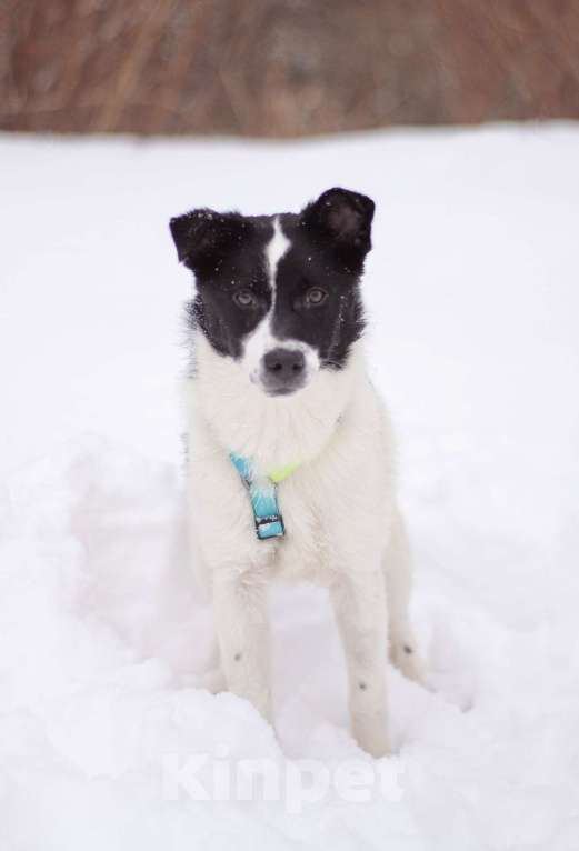 Собаки в Москве: Маленький джентльмен Жак в поисках семьи Мальчик, Бесплатно - фото 6