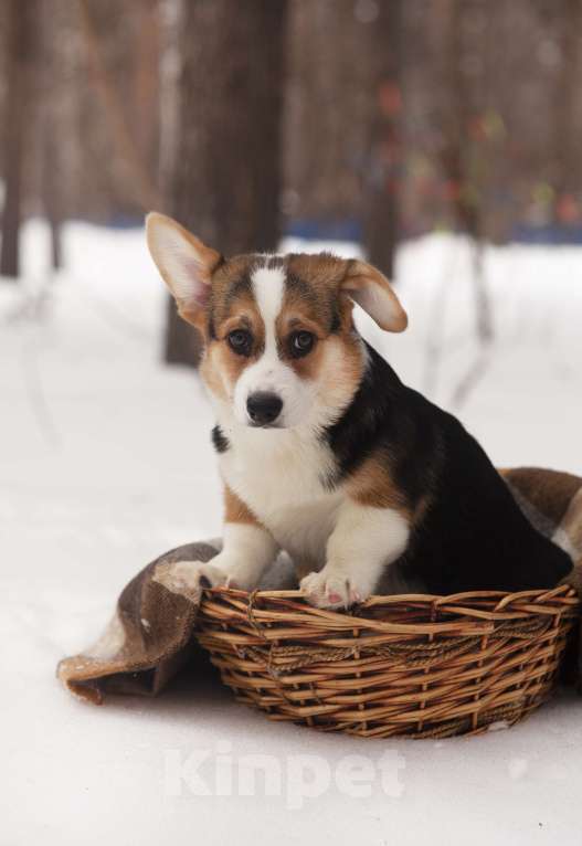 Собаки в Новосибирске: Продажа корги пемброк Мальчик, 70 руб. - фото 6