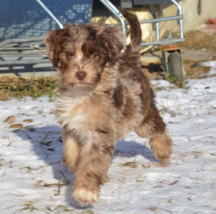 Собаки в других городах Московской области: Голубоглазая девочка Девочка, 60 000 руб. - фото 2