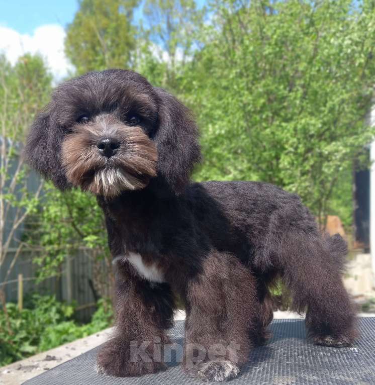 Собаки в Москве: мальтипу подрощенный мальчик Мальчик, 80 000 руб. - фото 6