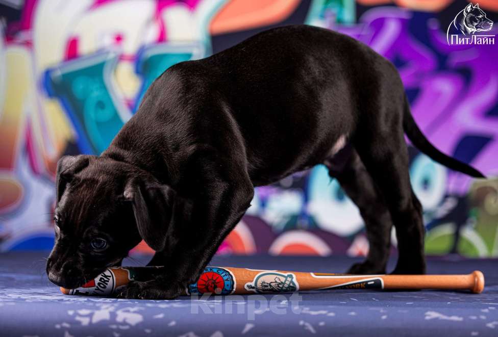 Собаки в Ульяновске: Американский питбультерьер, щенок Мальчик, Бесплатно - фото 2