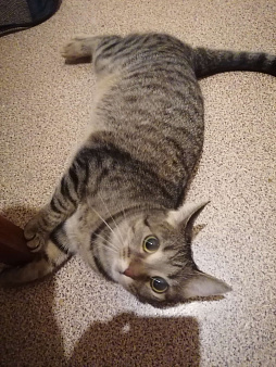 Найдена стерилизованная кошка