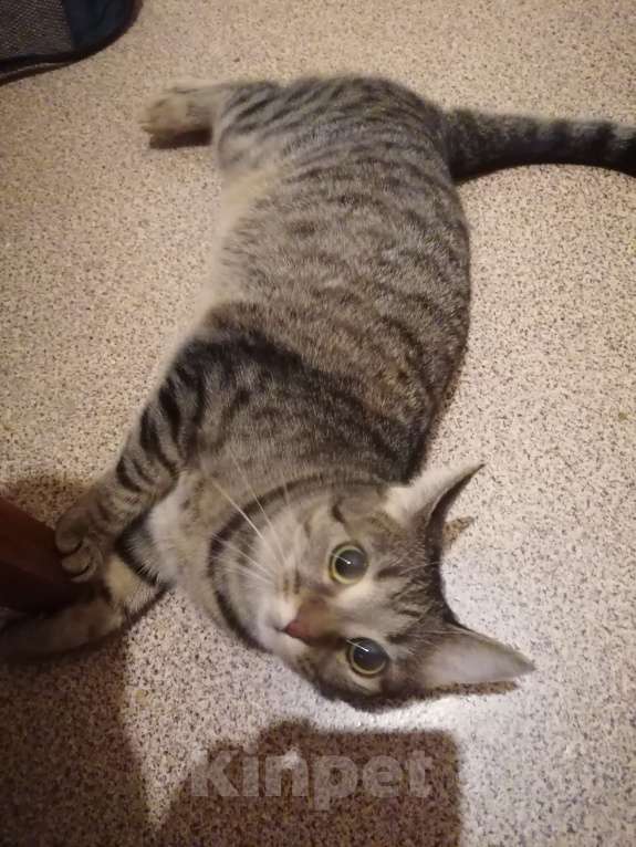 Кошки в Москве: Найдена стерилизованная кошка Девочка, Бесплатно - фото 1