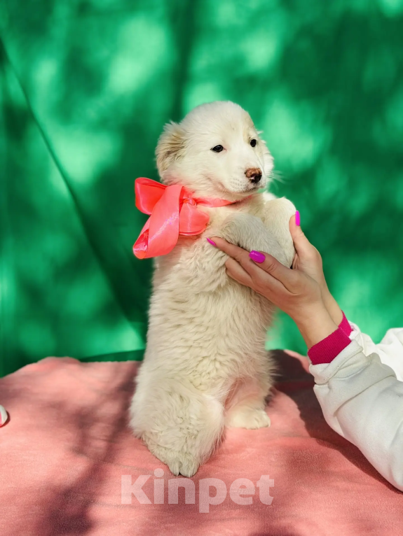 Собаки в других городах Краснодарского края: я жду тебя Девочка, 10 руб. - фото 2