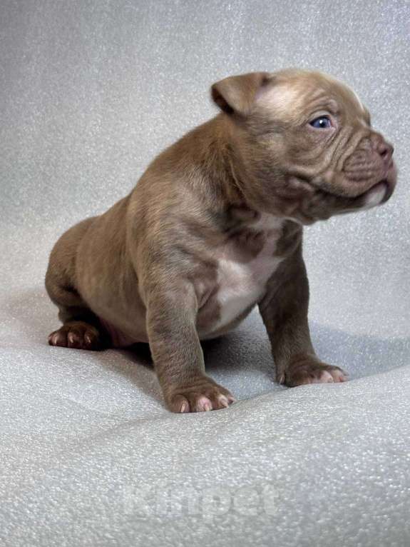 Собаки в Санкт-Петербурге: американский булли Девочка, Бесплатно - фото 1