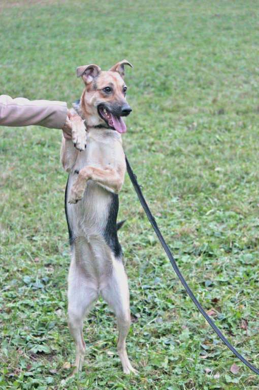 Собаки в Москве: Собака год прожила взаперти Девочка, Бесплатно - фото 3