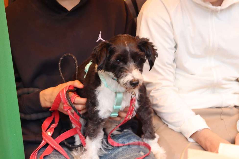 Собаки в Санкт-Петербурге: Маленький пёсик китайской хохлатой породы ищет дом Мальчик, Бесплатно - фото 2