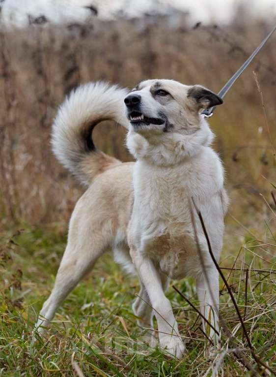 Собаки в Москве: Эльза, принцесса из приюта Девочка, 1 руб. - фото 3
