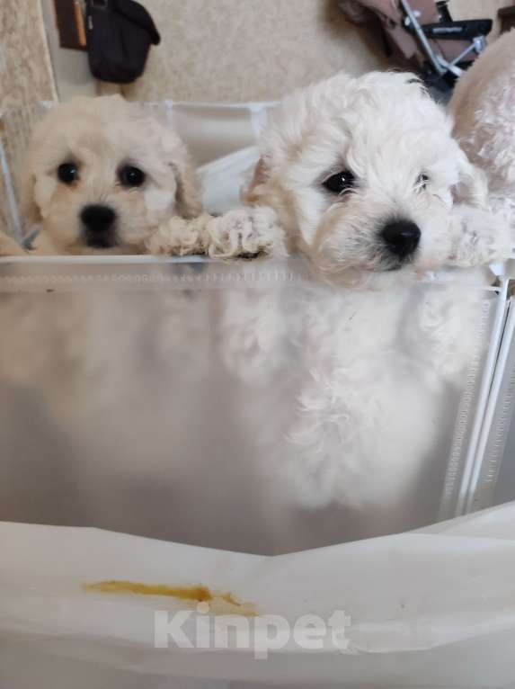 Собаки в Лермонтове: Мальчик и девочка бишон фризе Мальчик, 45 000 руб. - фото 7