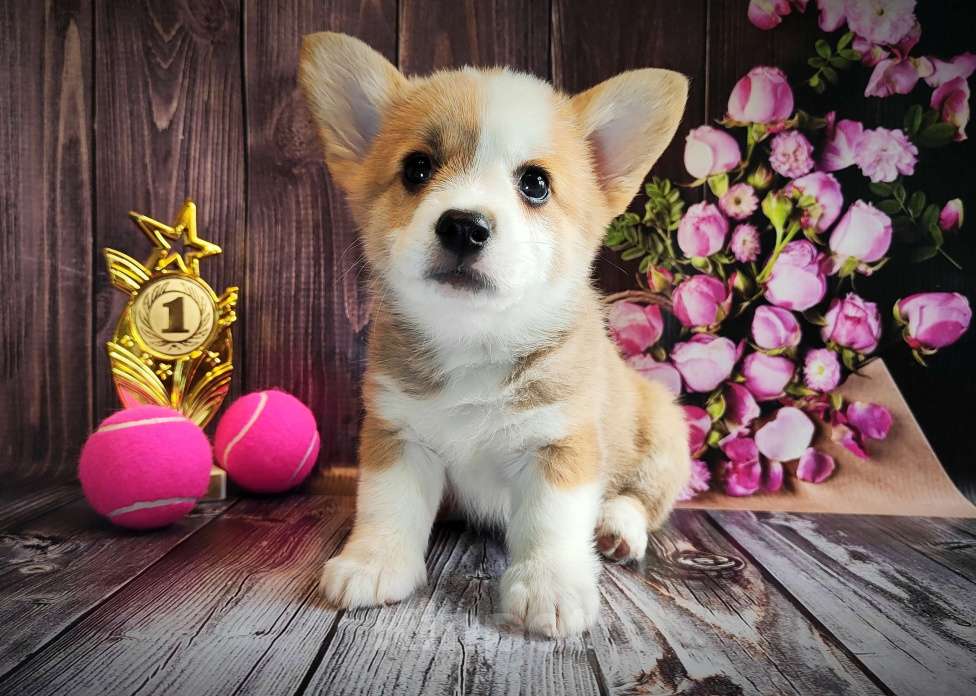 Собаки в Мценске: Девочка Дикая Орхидея Девочка, 50 000 руб. - фото 2